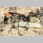 Ammophila sabulosa - Sandwespe 00-w05d 18mm mit Eulenspinner-Raupe - Drepanidae.jpg